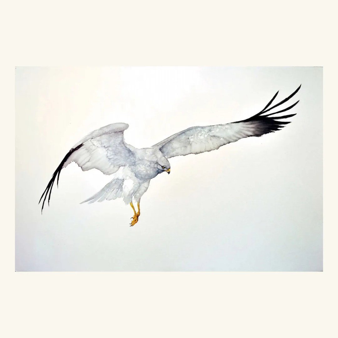 HAWK .2
