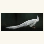 PAVO