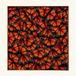 BUTTERFLY.2