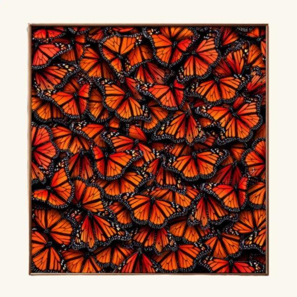 BUTTERFLY.2